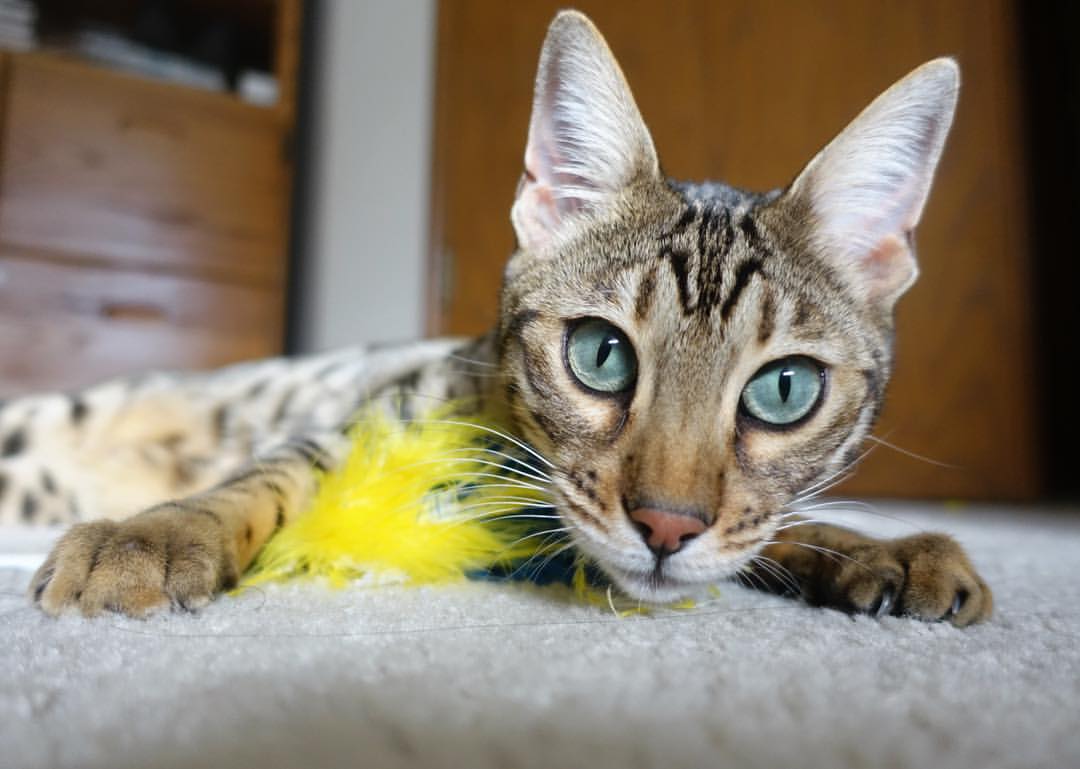 史上最“突破”得分纪录,谁能挑战?,突破速度最快的球员