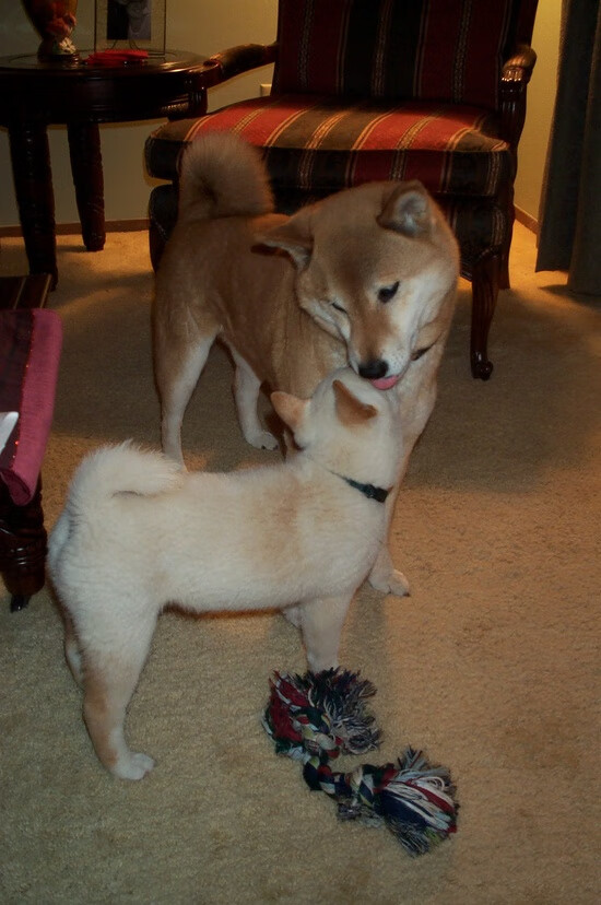 哥伦比亚马术协会推出马术运动员健康管理系统，关注运动员身心健康。