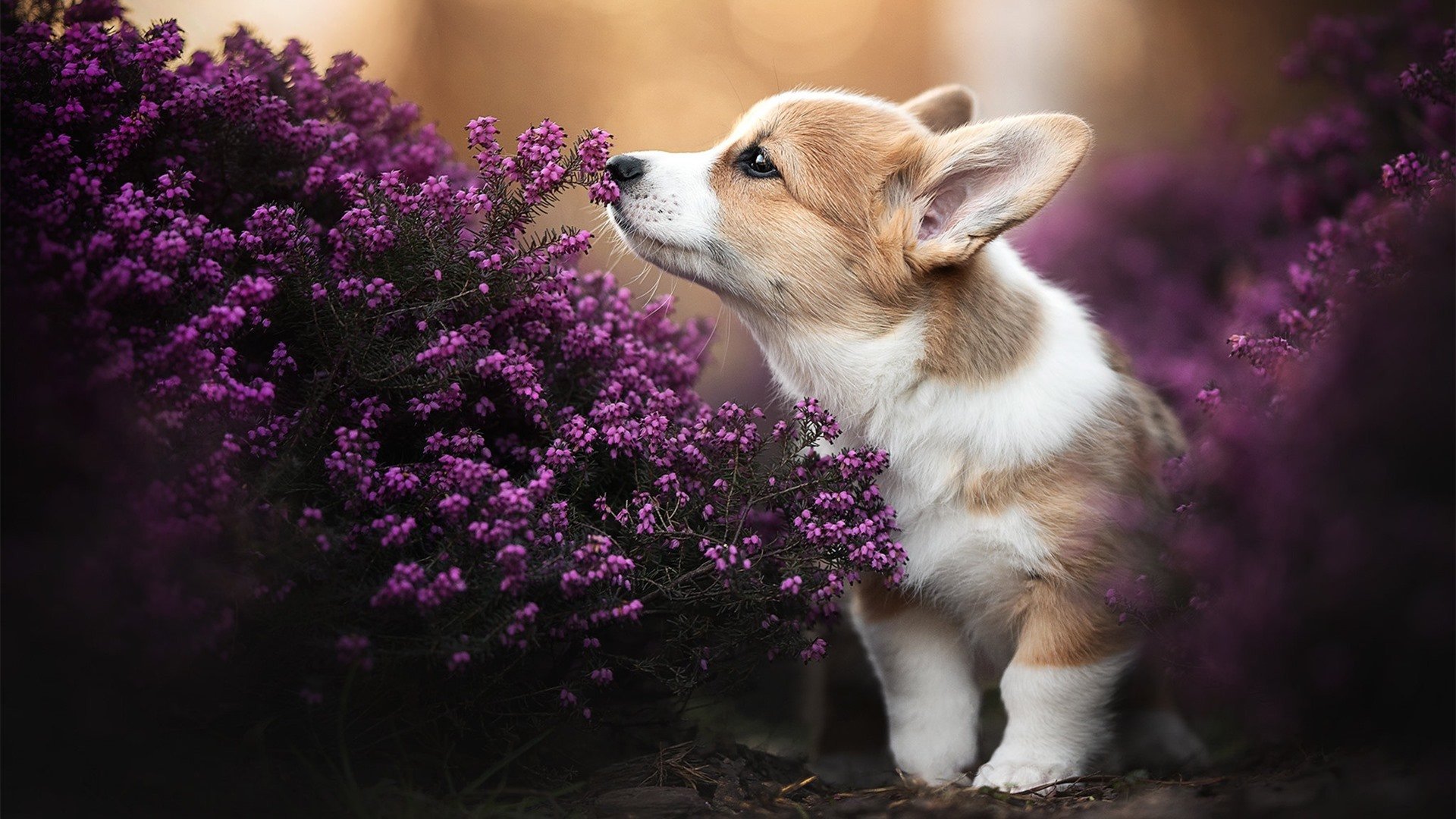 奥运田径选拔赛北京站，巩立姣强势夺金，巩立姣北京奥运会