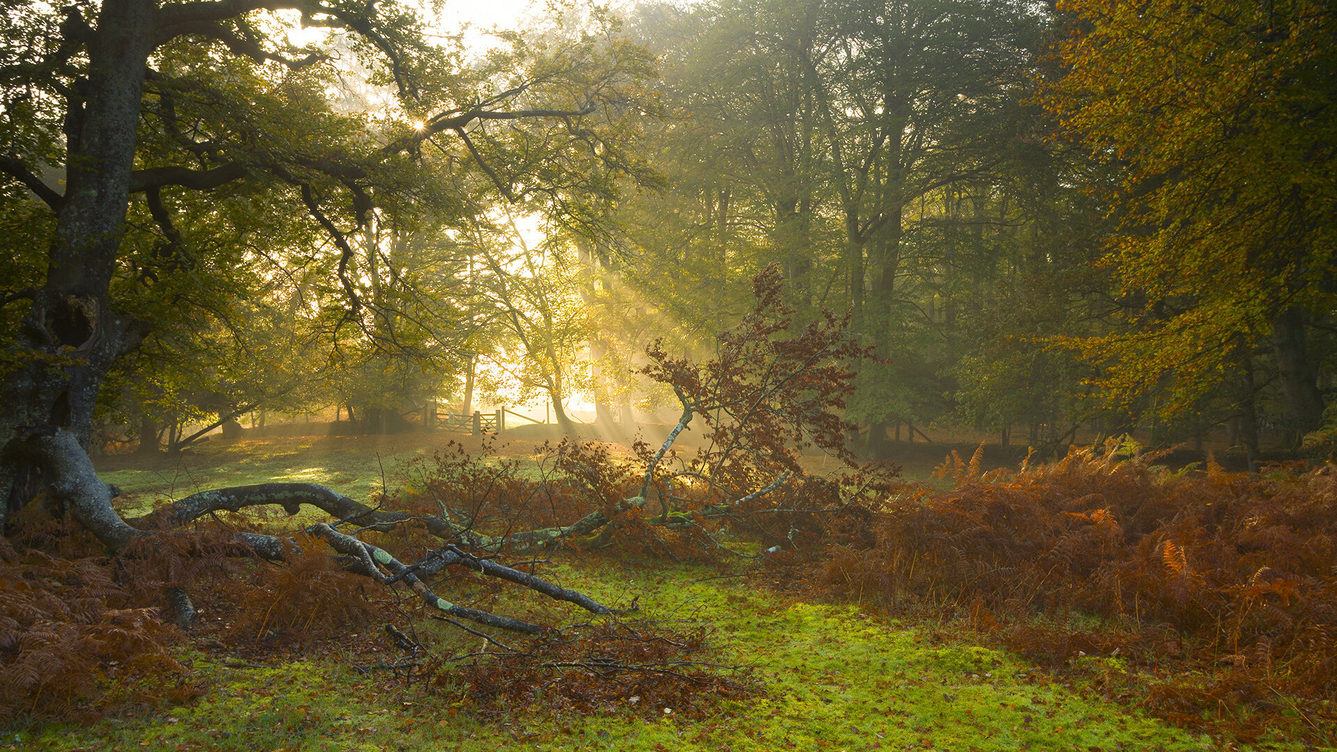 掘金推出VR版战术训练系统，提升球员空间感知力，掘金cancer