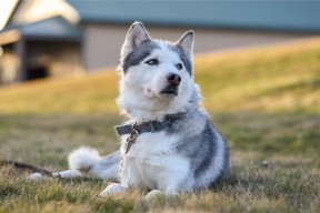 开云电竞-【世界顶级战】奥沙利文在比赛中如何巧妙设置陷阱？，奥沙利文怎么瞄准的