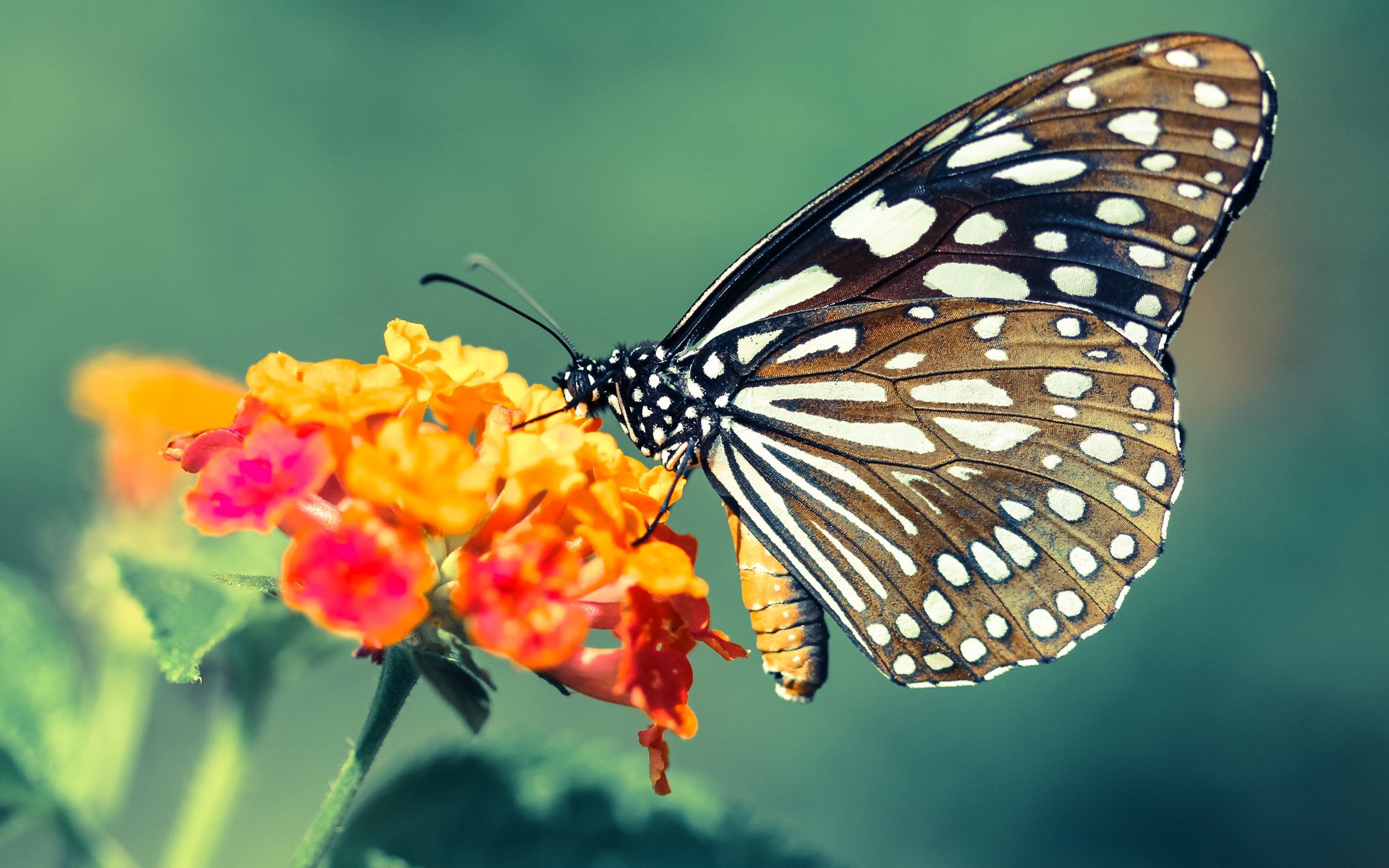 中国U23代表队力克日本晋级四强，中国u23足球队