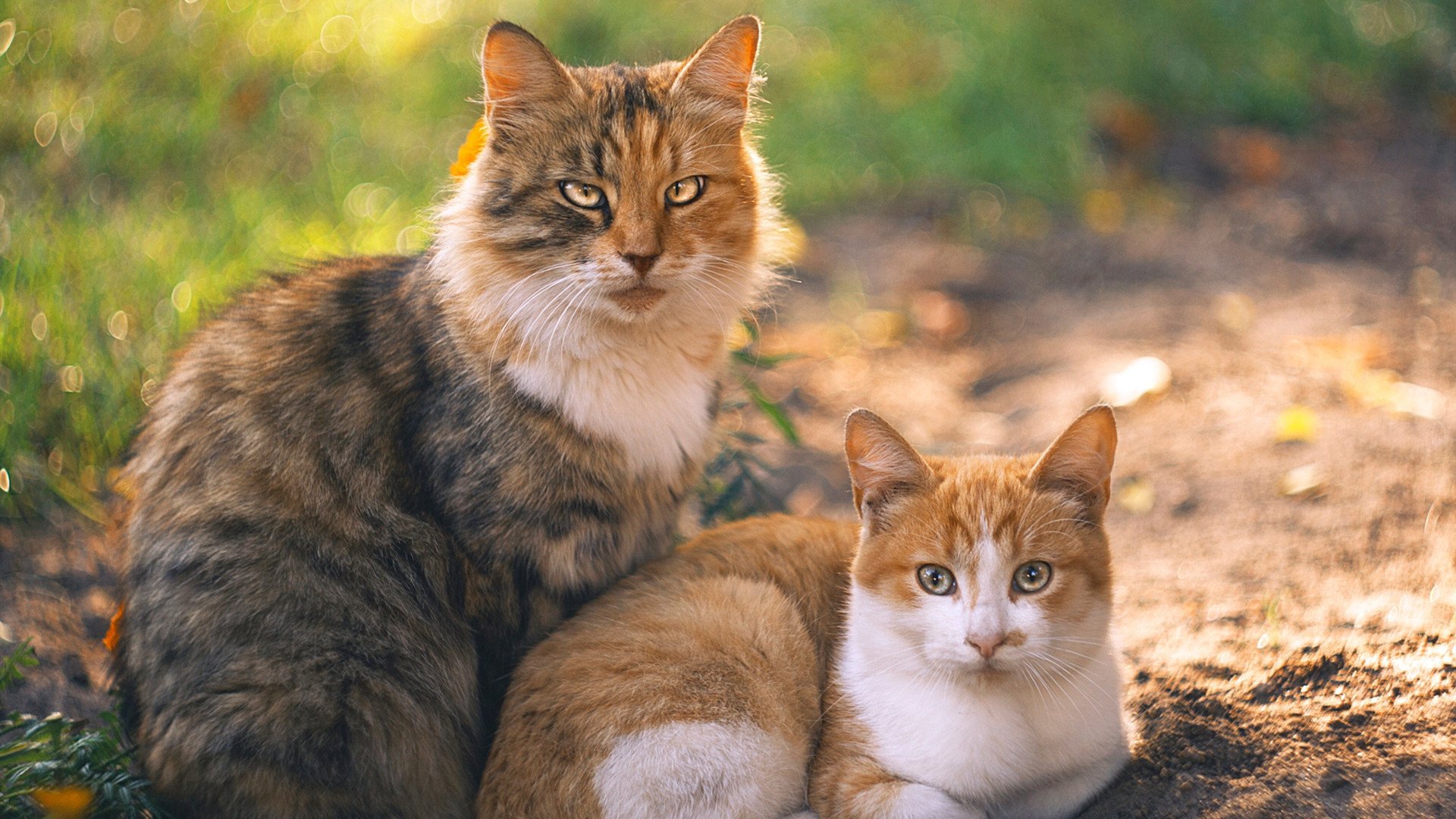 全球直播：用高清直播感受每一次疾驰，全球直播下载